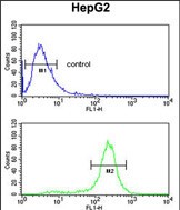 4 - MASTL Antibody AP7147d