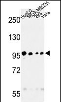 1 - MASTL Antibody AP7147d