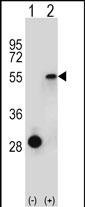 1 - ESRRA Antibody (Center) AP8635c
