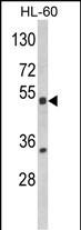 1 - NR1I2 Antibody (Center) AP8674C