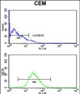 4 - HSPA6 Antibody (C-term) AP8708b