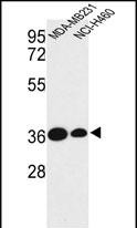 1 - TAZ Antibody (N-term) AP8803a