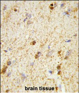 14 - QDPR Antibody (C-term) AP8841b