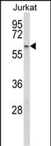 1 - PCCB Antibody (Center) AP8843c