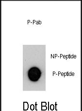 6 - Phospho-MUC1(Y1229) Antibody AP3614b