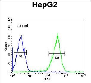 4 - PCBD1 Antibody (Center) AP9111c