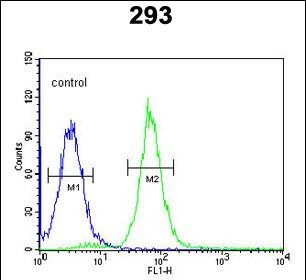 4 - PHYH Antibody (N-term) AP8711a