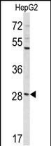 1 - DIPA Antibody (Center) AP9120c