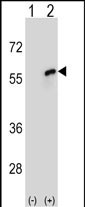 1 - CDC20 Antibody (N-term) AP9138a
