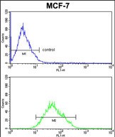 4 - COX5A Antibody (Center) AP9154c