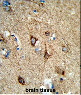 14 - COX5A Antibody (Center) AP9154c