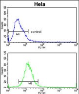 4 - ADH6 Antibody (Center) AP9203c