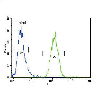 4 - XDH Antibody (N-term) AP9277A