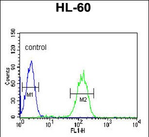 4 - CA5B Antibody (C-term) AP7308b