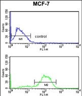 4 - DAGLB Antibody (Center) AP9323c