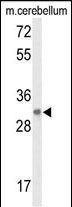 1 - DAGLB Antibody (Center) AP9323c