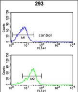 4 - PPP3R2 Antibody (N-term) AP9384a