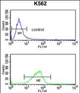 4 - CXXC4 Antibody (C-term) AP9385b