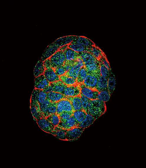 3 - GBE1 Antibody (Center) AP9506c