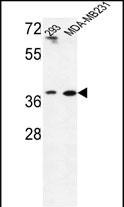 1 - MAT2B Antibody (N-term) AP9534a