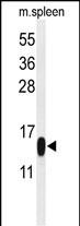 1 - PLA2G1B Antibody (C-term) AP4878b