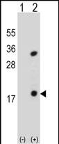 1 - PLA2G1B Antibody (C-term) AP4878b