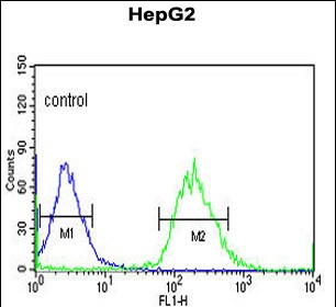 4 - YMEL1 Antibody (N-term) AP4882a