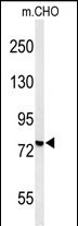 1 - YMEL1 Antibody (N-term) AP4882a