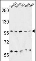 1 - HSP90B1 Antibody (N-term) AP4899A