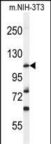1 - HIF1Alpha Antibody (Center) AP7759C