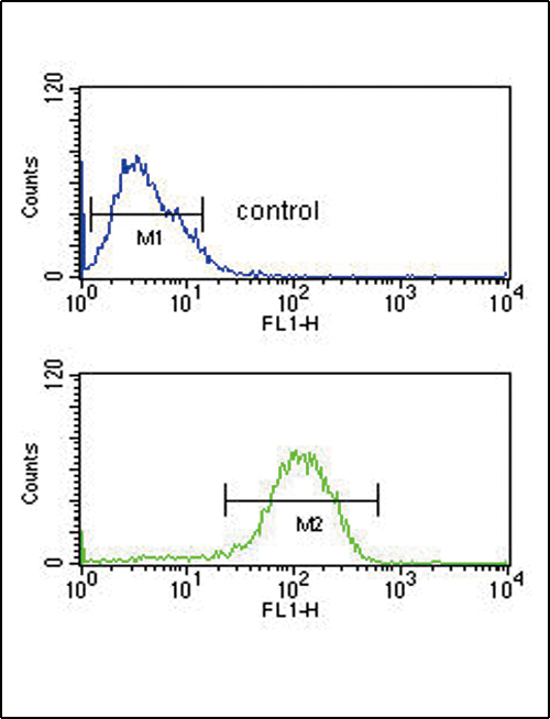 4 - PYY Antibody (C-term) AP5103B