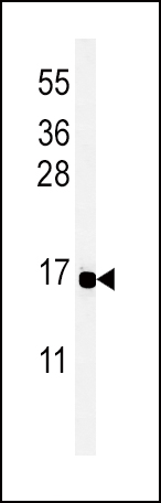 1 - PYY Antibody (C-term) AP5103B