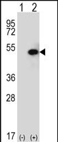 1 - SPHK1 Antibody (C-term R414) AP7237B