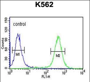 4 - ATP4B Antibody (N-term) AP5181a