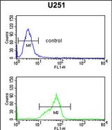 4 - HOXC6 Antibody (C-term) AP5232b