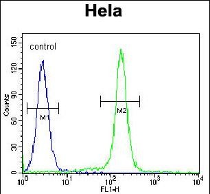 4 - IDUA Antibody (Center) AP5343c