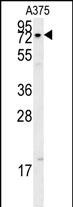 1 - XRCC1 Antibody (Center) AP5545C