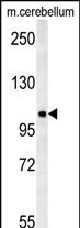 1 - NDST2 Antibody (C-term) AP5759b