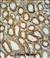 14 - SLC7A13 Antibody (Center) AP10029c