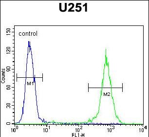 4 - GGTLC2 Antibody (Center) AP10216C