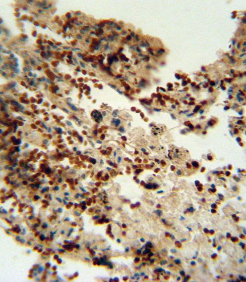 14 - INDO Antibody (Center) AP2728c
