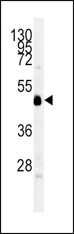 1 - INDO Antibody (Center) AP2728c