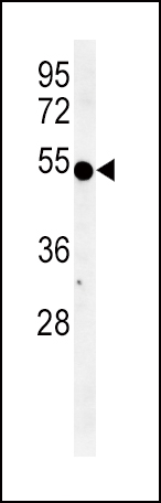 1 - INDO Antibody (Center) AP2728c