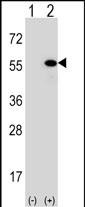 1 - DNAJA1 Antibody (Center) AP5849c