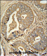 14 - ISCA2 Antibody (Center) AP10491c