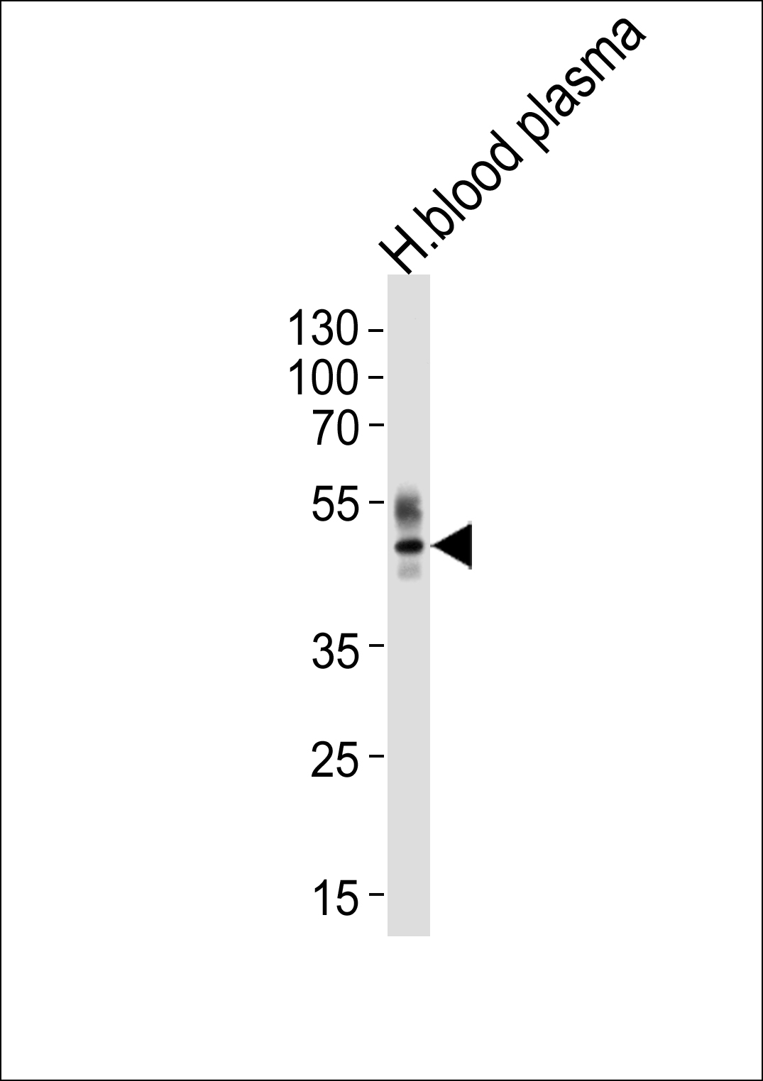 1 - PON1 Antibody (Center) AP10684c