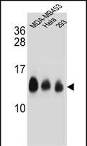 1 - NDUFC2 Antibody (C-term) AP10742b