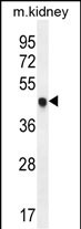 1 - CDKN1C Antibody (N-term) AP10945A