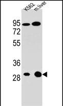 1 - ETFA Antibody (C-term) AP11127b