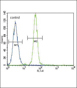 4 - HMOX1 Antibody (Center) AP11240c
